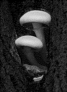 A dithered monochrome image of two white mushroom caps sprouting from tree bark